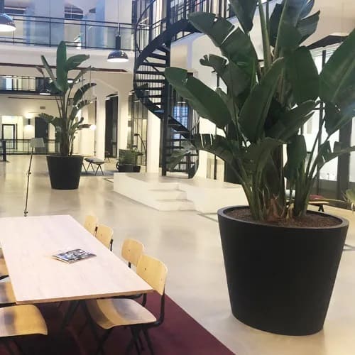 hydro-planten3