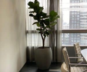 Cementlook plantenbakken