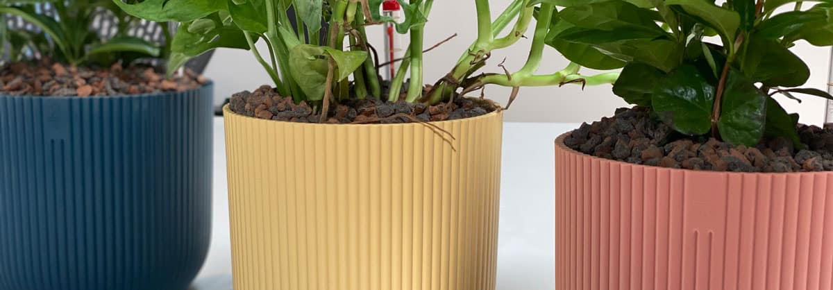 Gekleurde planten pakket Gekleurde plantenbakken - vrolijk pakket - welkom terug planten pakket