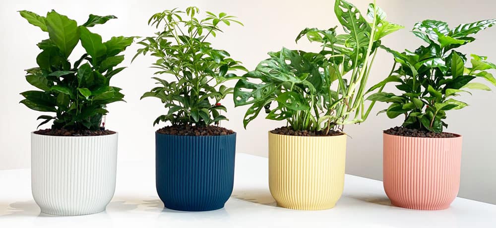 Welcome back plantenpakket gekleurd Plantenpakket
